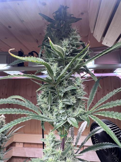 RDWC Pro 4 Pots System. Week 11