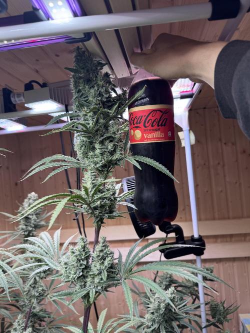 Blue Zushi Dutch Passion RDWC. Week 12