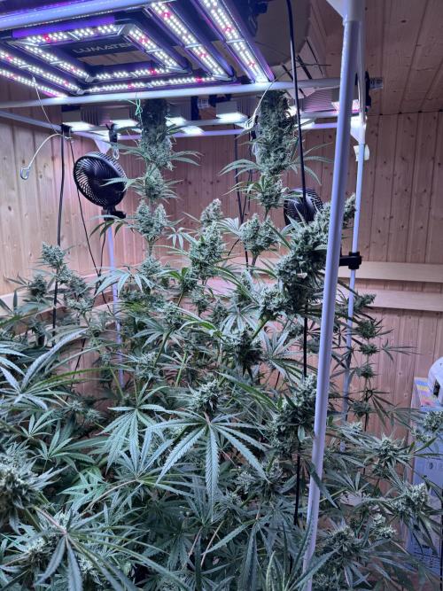 Blue Zushi Dutch Passion RDWC. Week 12