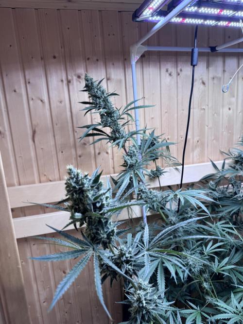 Blue Zushi Dutch Passion RDWC. Week 12