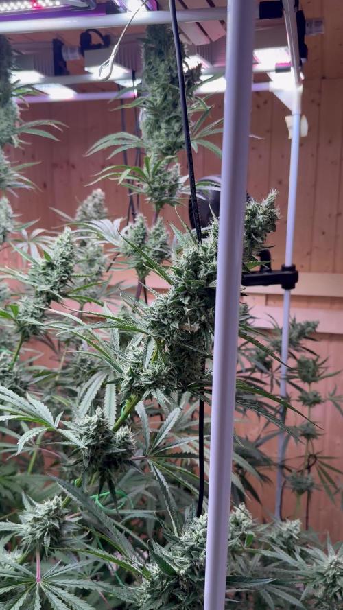 Blue Zushi Dutch Passion RDWC