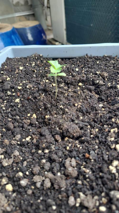 Lemon Tree Auto Dachterrasse. Week 1