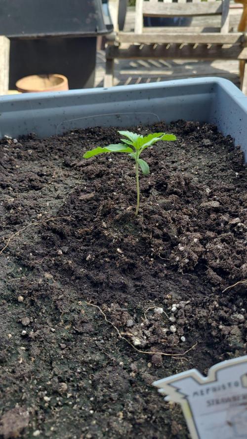 Lemon Tree Auto Dachterrasse. Week 1