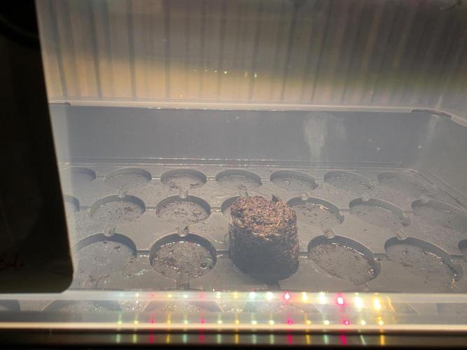 Lemon Tree Auto Balkon. Week 0