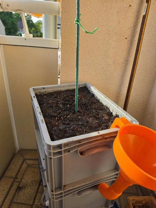 Lemon Tree Auto. Week 1