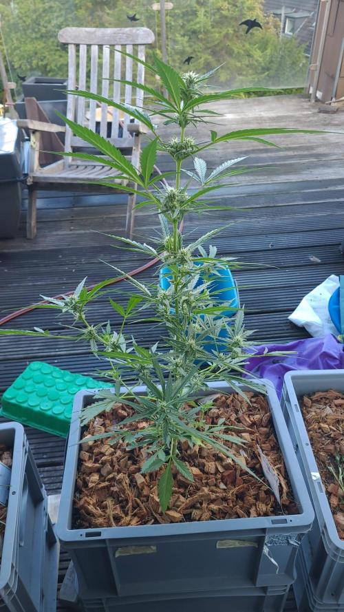 Lemon Tree Auto Dachterrasse. Week 6