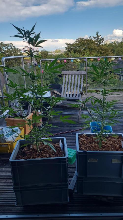 Lemon Tree Auto Dachterrasse. Week 6