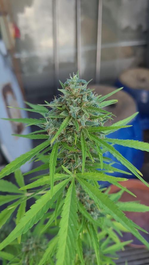 Lemon Tree Auto Dachterrasse. Week 6