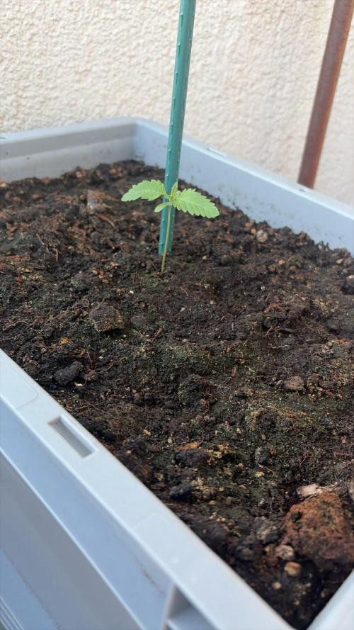 Lemon Tree Auto. Week 2