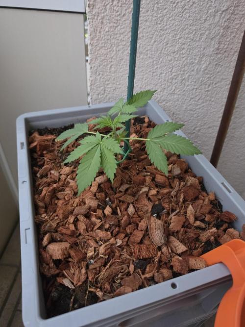 Lemon Tree Auto. Week 3