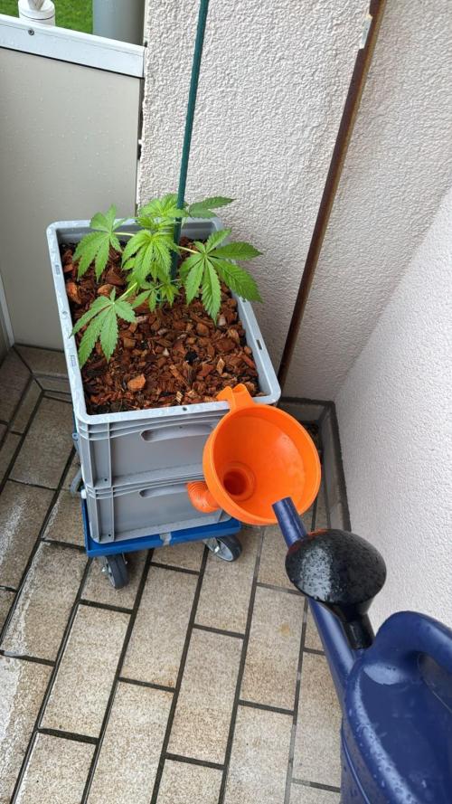 Lemon Tree Auto. Week 4