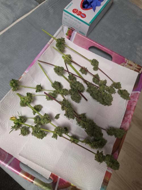 Lemon Tree Auto. Week 12