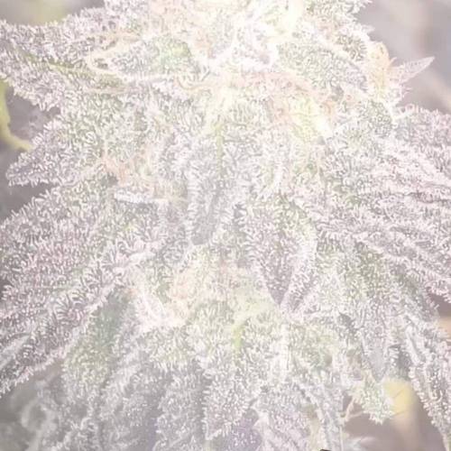 Girl Scout Cookie 