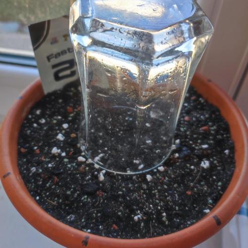 Purple Haze Auto by FastBuds. Week 0 - Day 1
