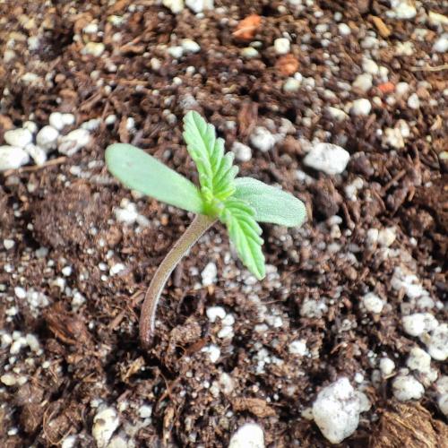 Purple Haze Auto by FastBuds. Week 0 - Day 5