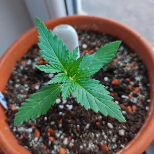 Purple Haze Auto. Week 1