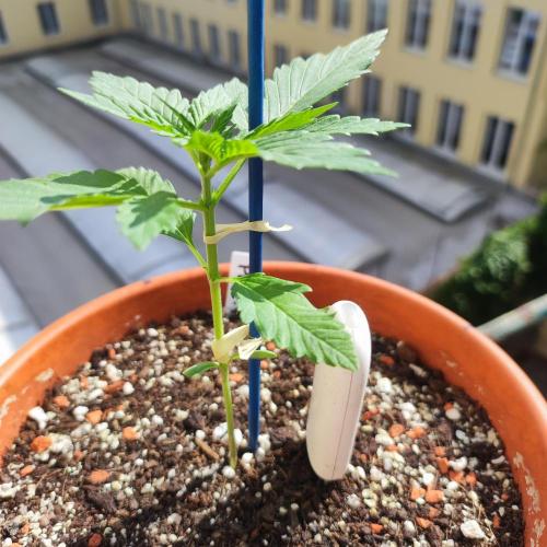 Purple Haze Auto by FastBuds. Week 2 - Day 17