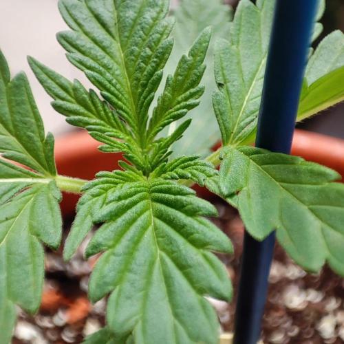 Purple Haze Auto by FastBuds. Week 2 - Day 15