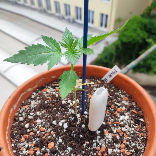 Purple Haze Auto by FastBuds. Week 2 - Day 15
