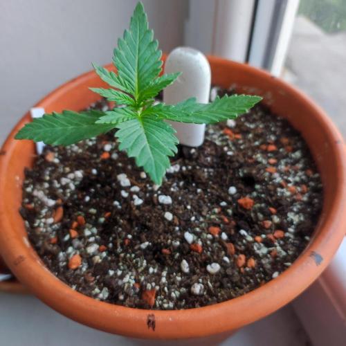 Purple Haze Auto by FastBuds. Week 1 - Day 13