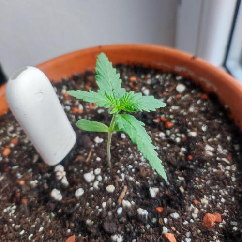 Purple Haze Auto by FastBuds. Week 1 - Day 10