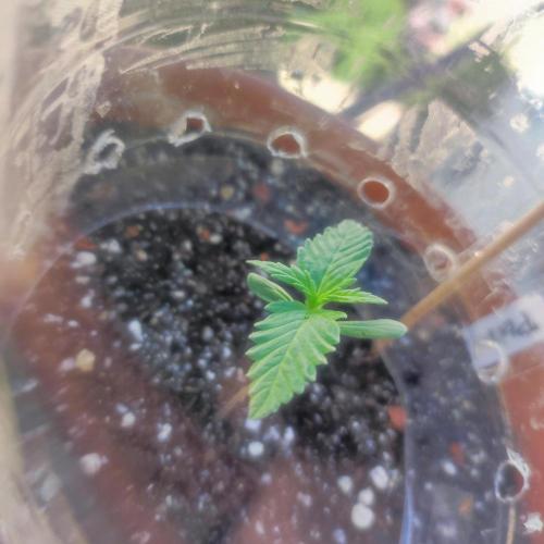 Purple Haze Auto by FastBuds. Week 1 - Day 8