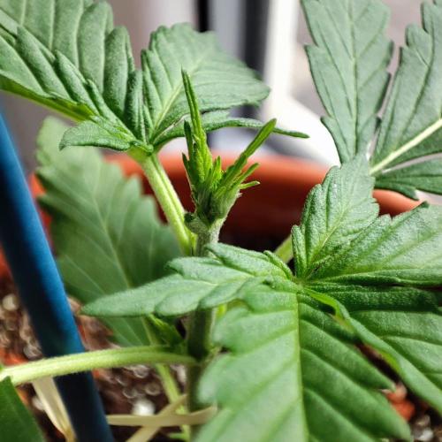 Purple Haze Auto by FastBuds. Week 2 - Day 19 - Top-leaf defoliation
