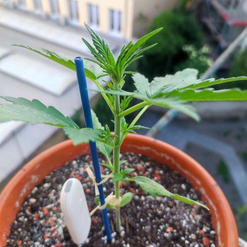 Purple Haze Auto by FastBuds. Week 2 - Day 21