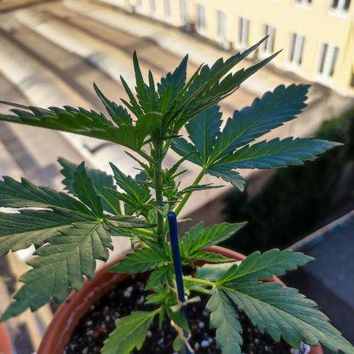 Purple Haze Auto by FastBuds. Week 3 - Day 24