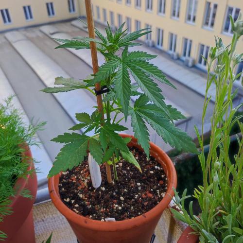 Purple Haze Auto by FastBuds. Week 3 - Day 25