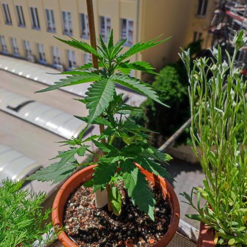 Purple Haze Auto by FastBuds. Week 3 - Day 27