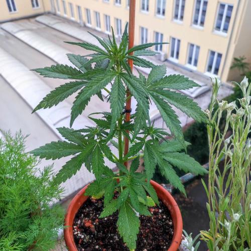 Purple Haze Auto by FastBuds. Week 3 - Day 29