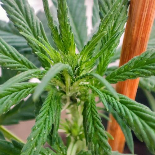 Purple Haze Auto. Week 3