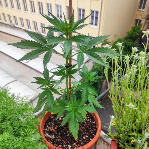 Purple Haze Auto by FastBuds. Week 4 - Day 30