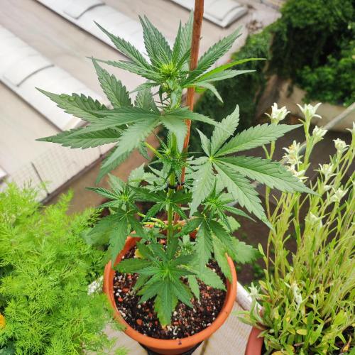 Purple Haze Auto by FastBuds. Week 4 - Day 32