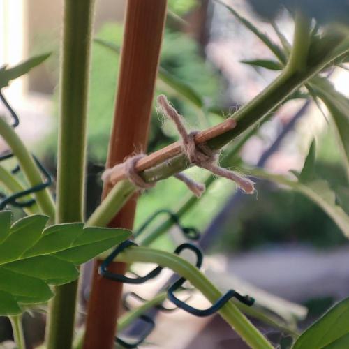 Purple Haze Auto by FastBuds. Week 4 - Day 31 - Okay, that was my fault. Sorry, babe