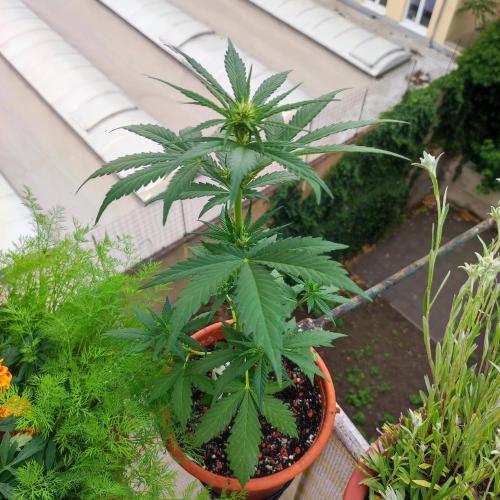 Purple Haze Auto by FastBuds. Week 4 - Day 34 - Removing the support