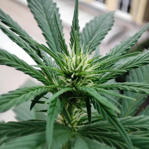 Purple Haze Auto by FastBuds. Week 4 - Day 34