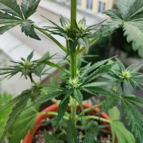 Purple Haze Auto by FastBuds. Week 4 - Day 36