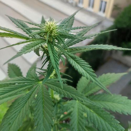 Purple Haze Auto by FastBuds. Week 4 - Day 36
