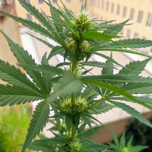 Purple Haze Auto by FastBuds. Week 5 - Day 40