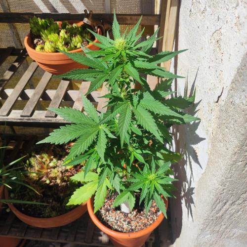 Purple Haze Auto by FastBuds. Week 5 - Day 40 - A little bit of sudden sunshine
