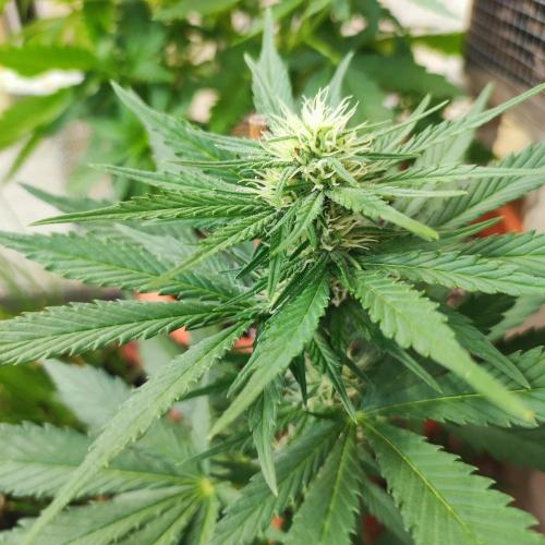 Purple Haze Auto. Week 5