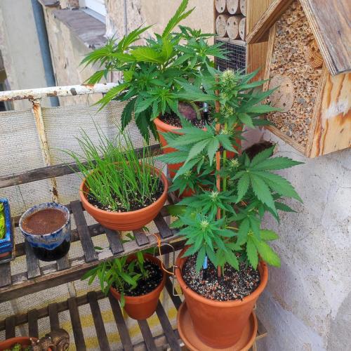 Purple Haze Auto by FastBuds. Week 5 - Day 43