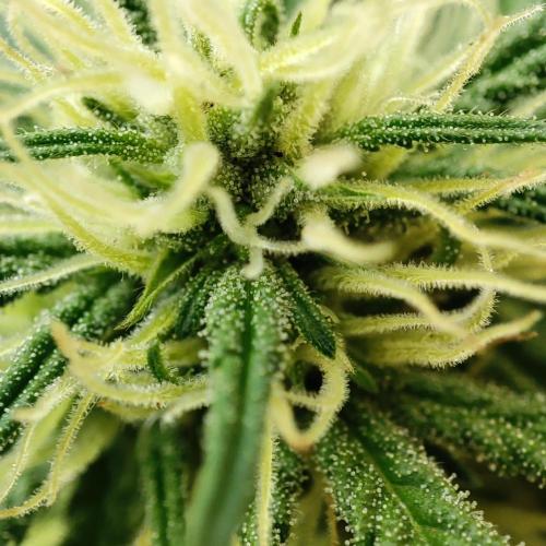 Purple Haze Auto by FastBuds. Week 6 - Day 44