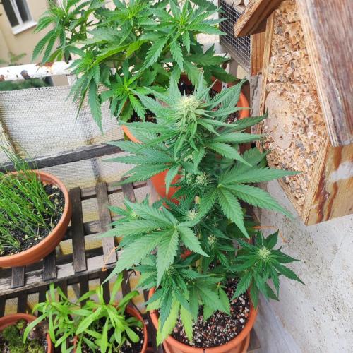 Purple Haze Auto by FastBuds. Week 6 - Day 45