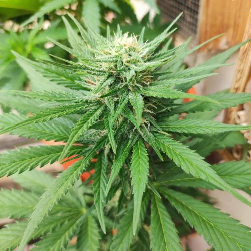 Purple Haze Auto by FastBuds. Week 6 - Day 49