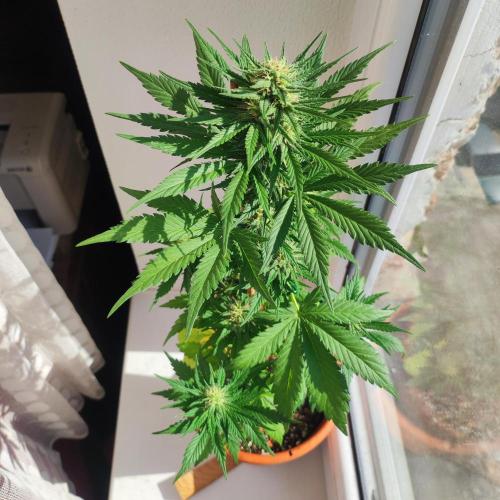 Purple Haze Auto by FastBuds. Week 6 - Day 50 - Getting the most of the morning sun