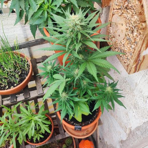 Purple Haze Auto by FastBuds. Week 7 - Day 51