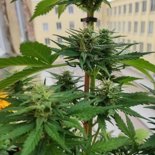 Purple Haze Auto by FastBuds. Week 7 - Day 52
